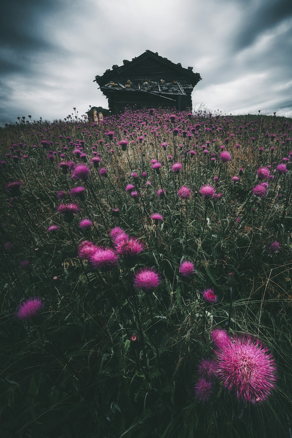 a field of flowers