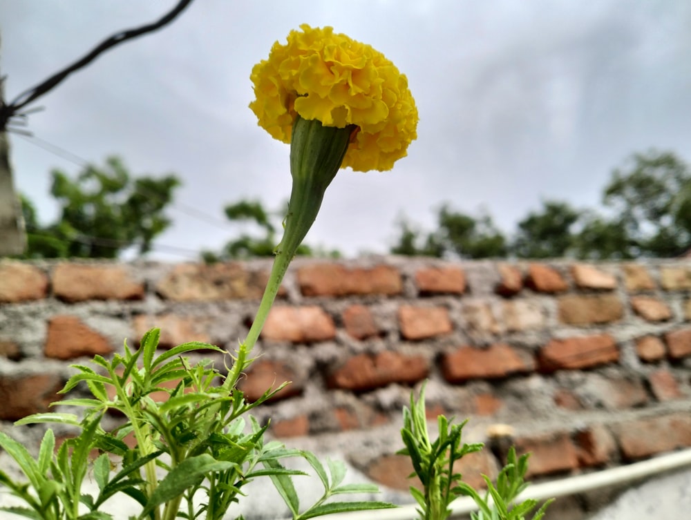 a yellow flower on a plant