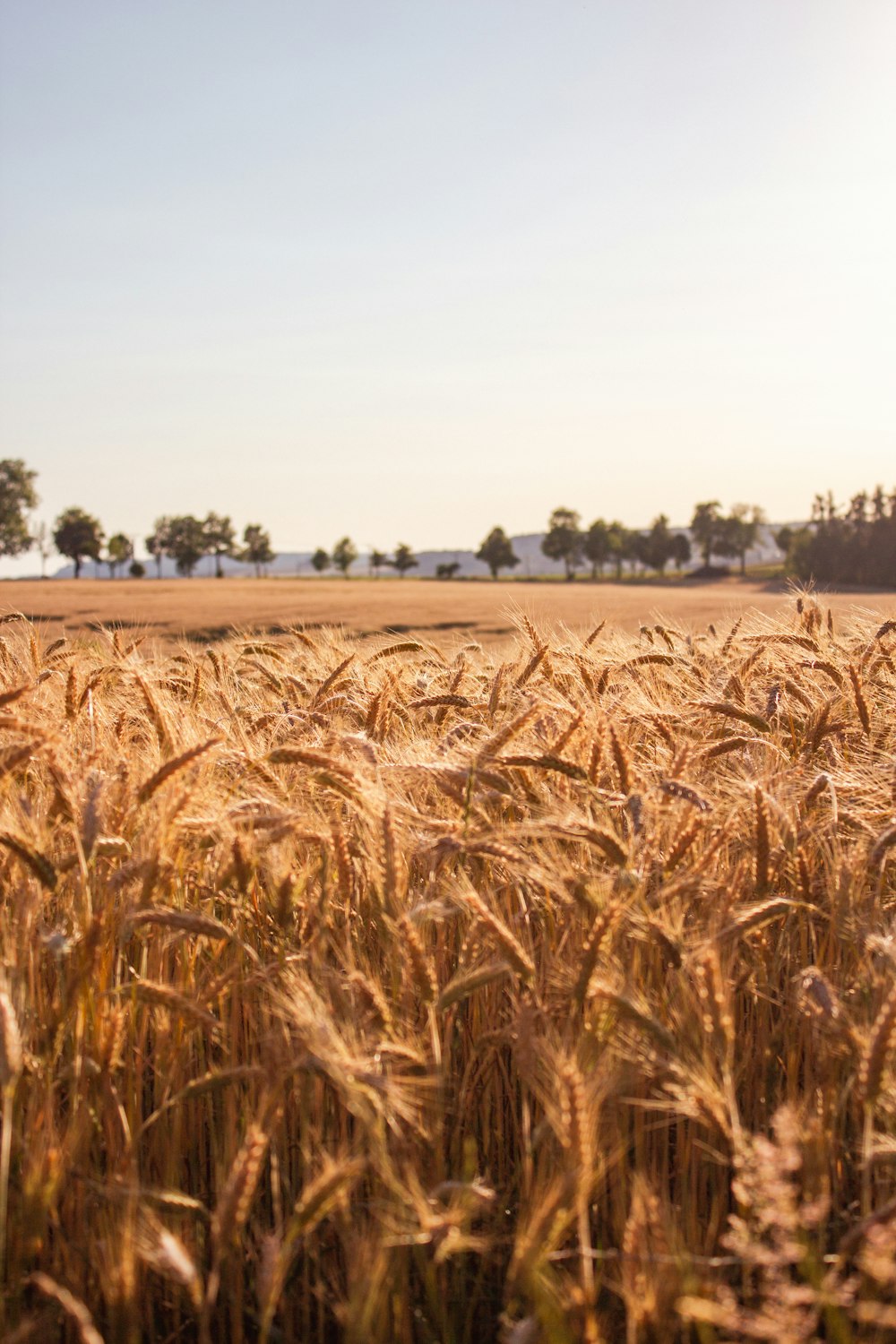 a field of wheat