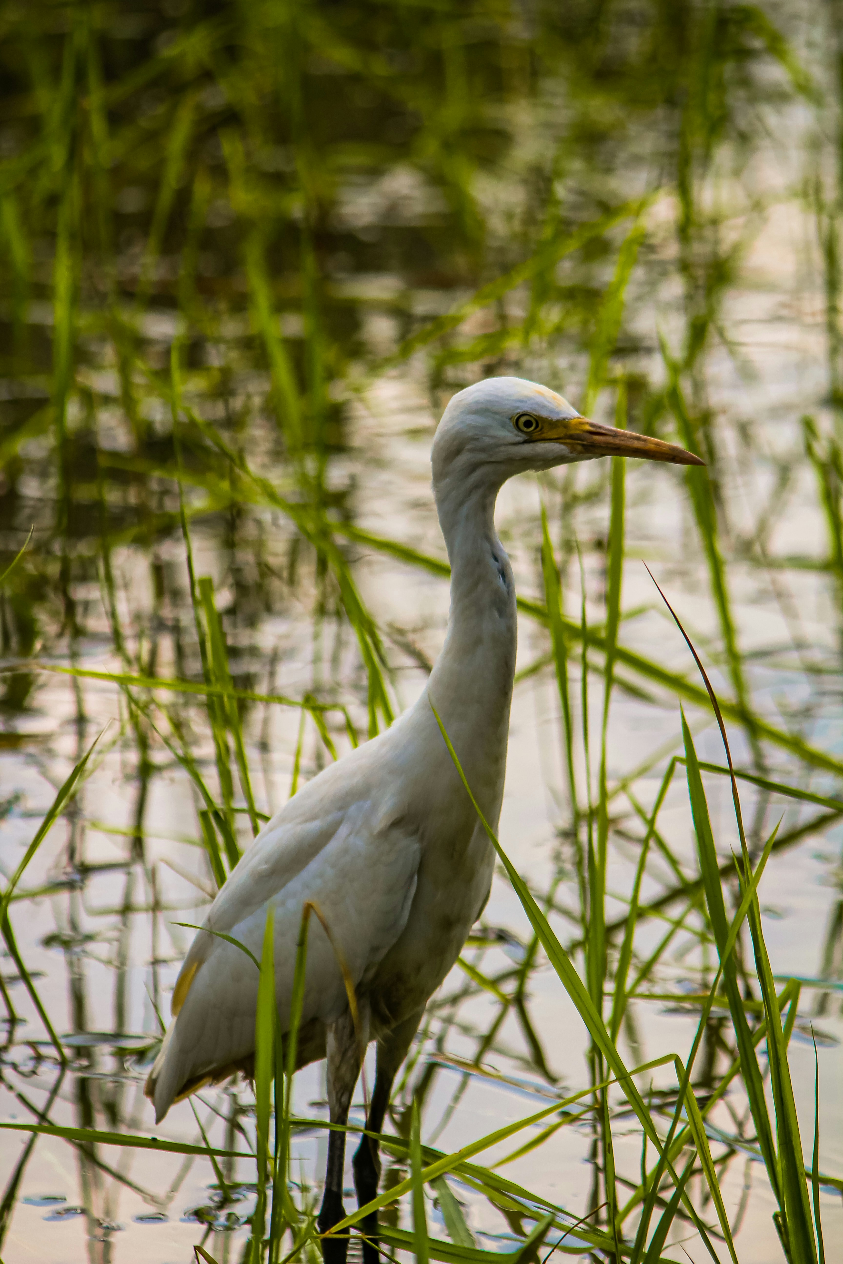 Photo by muhammad_shakir