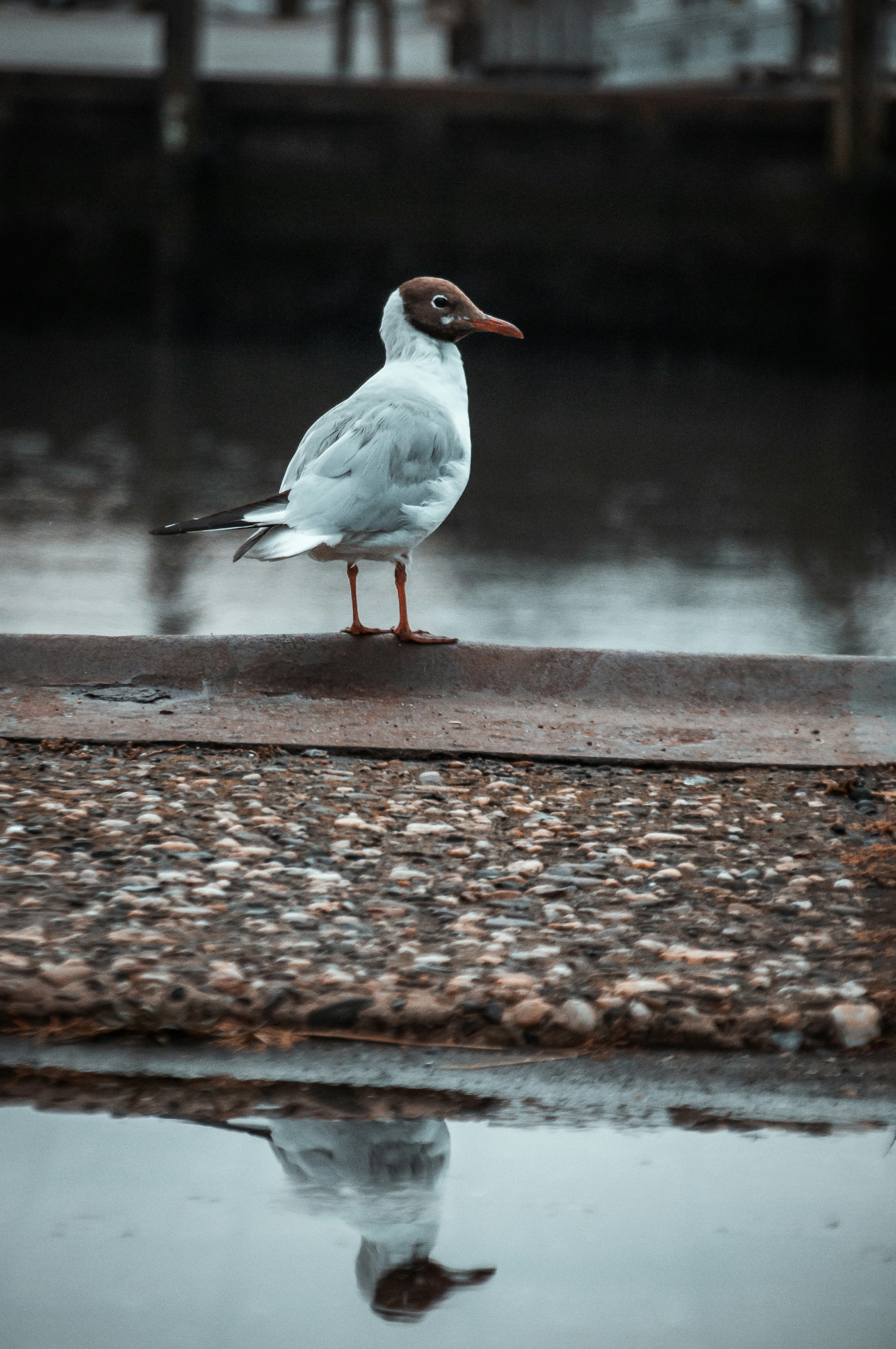 a bird standing on a ledge