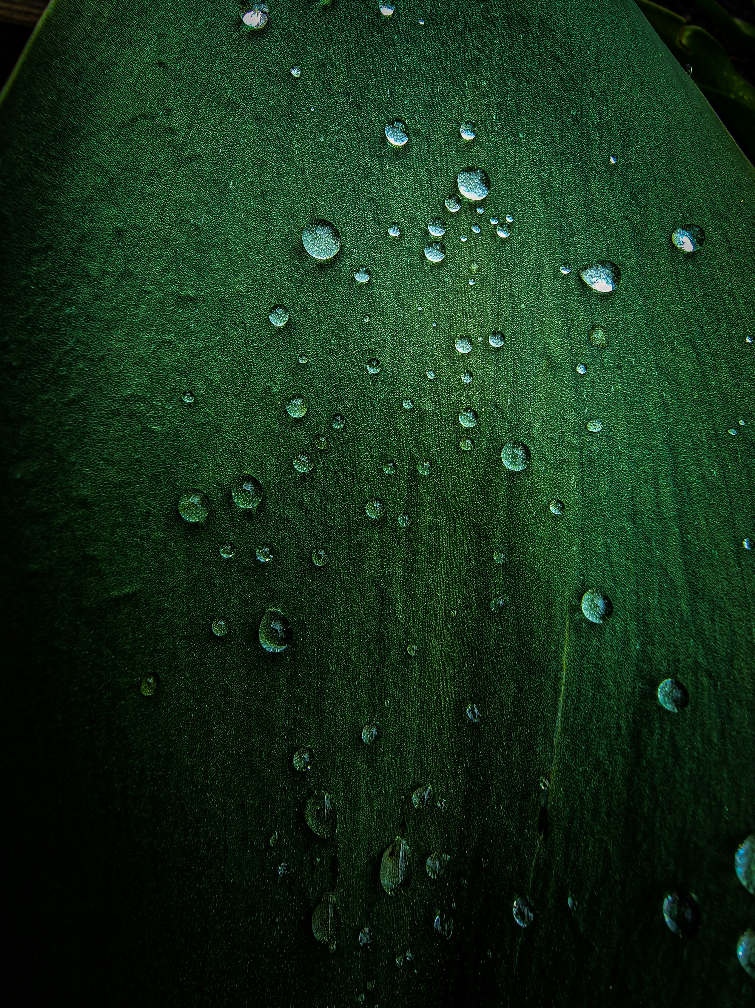 water droplets nature, wallpaper, Dehydration and Salt Imbalance: Symptoms & Treatment 6