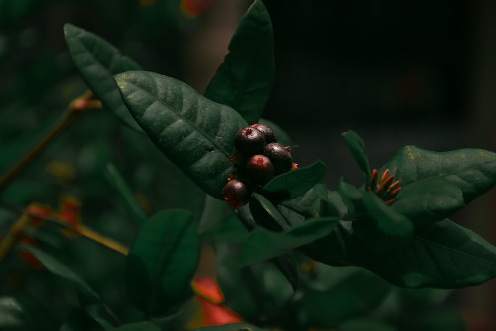 a group of berries on a plant