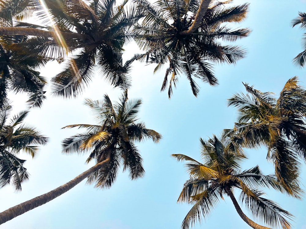 a group of palm trees