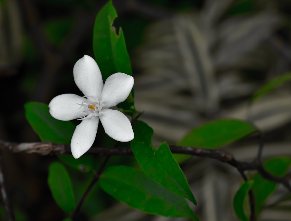 a white flower on a branch