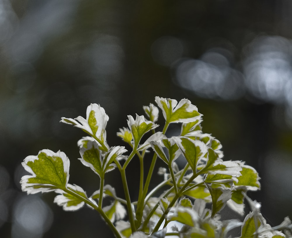 close-up of a plant