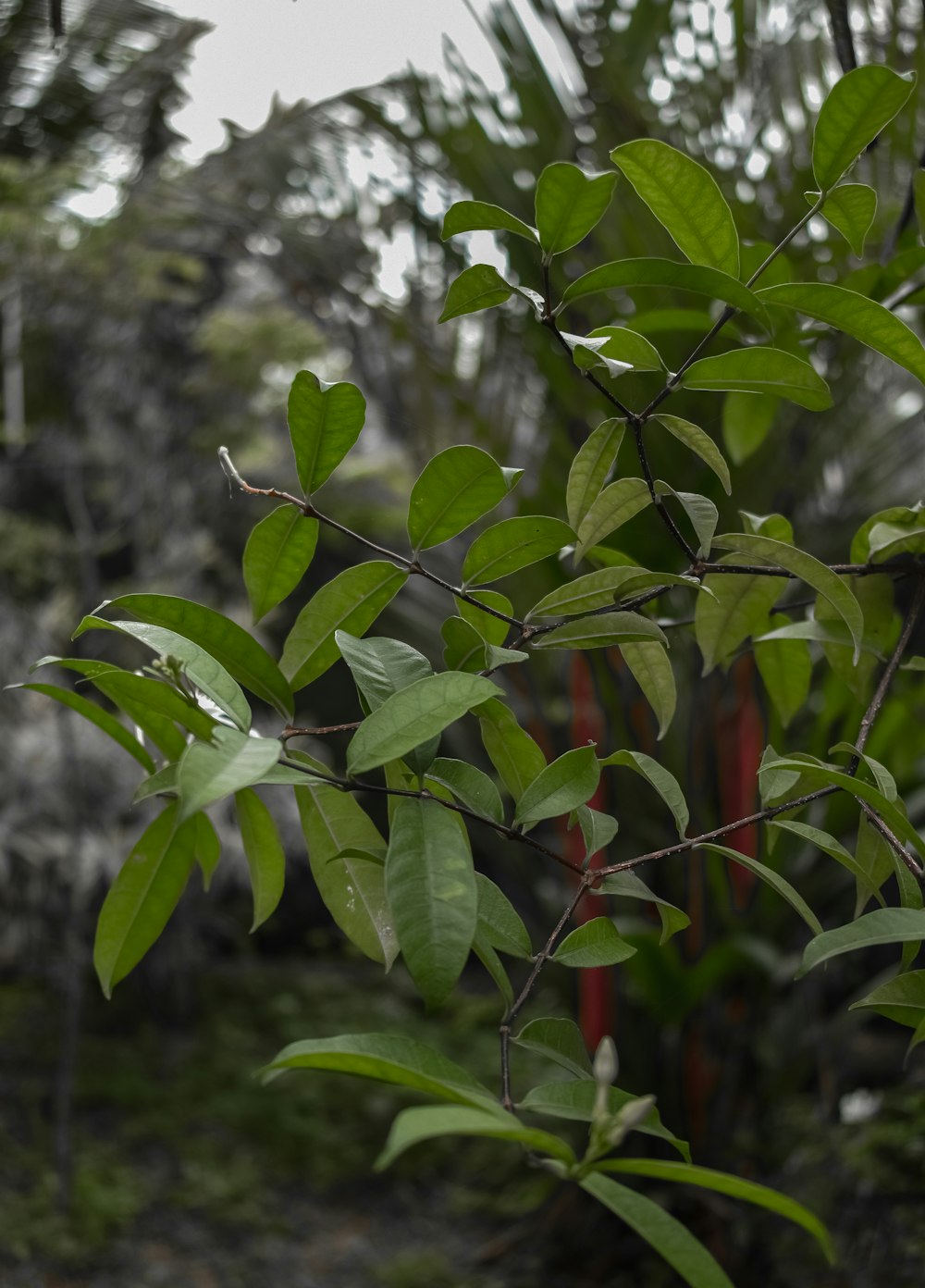 a close-up of a plant