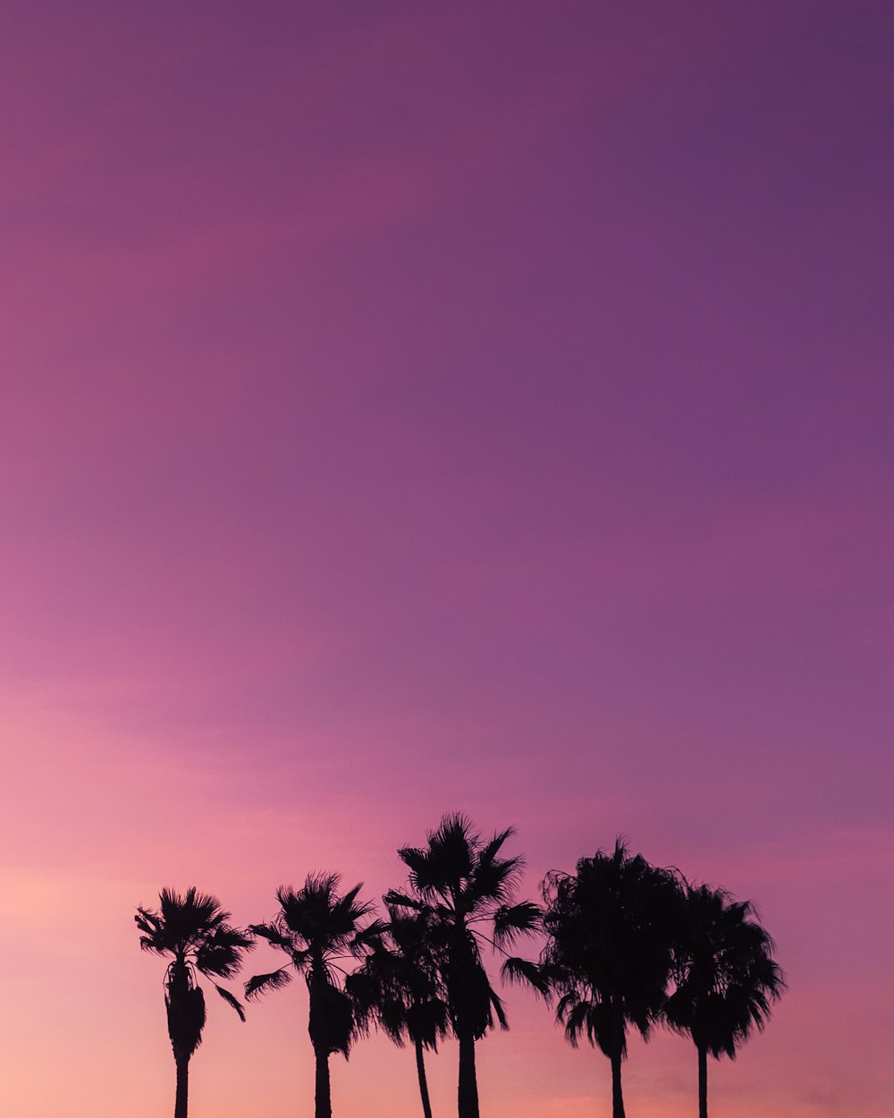 a group of palm trees against a pink sky