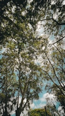 A serene view of forest’s bungalow nestled among tall trees with sunlight filtering through the leaves.