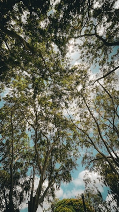 A serene view of forest’s bungalow nestled among tall trees with sunlight filtering through the leaves.
