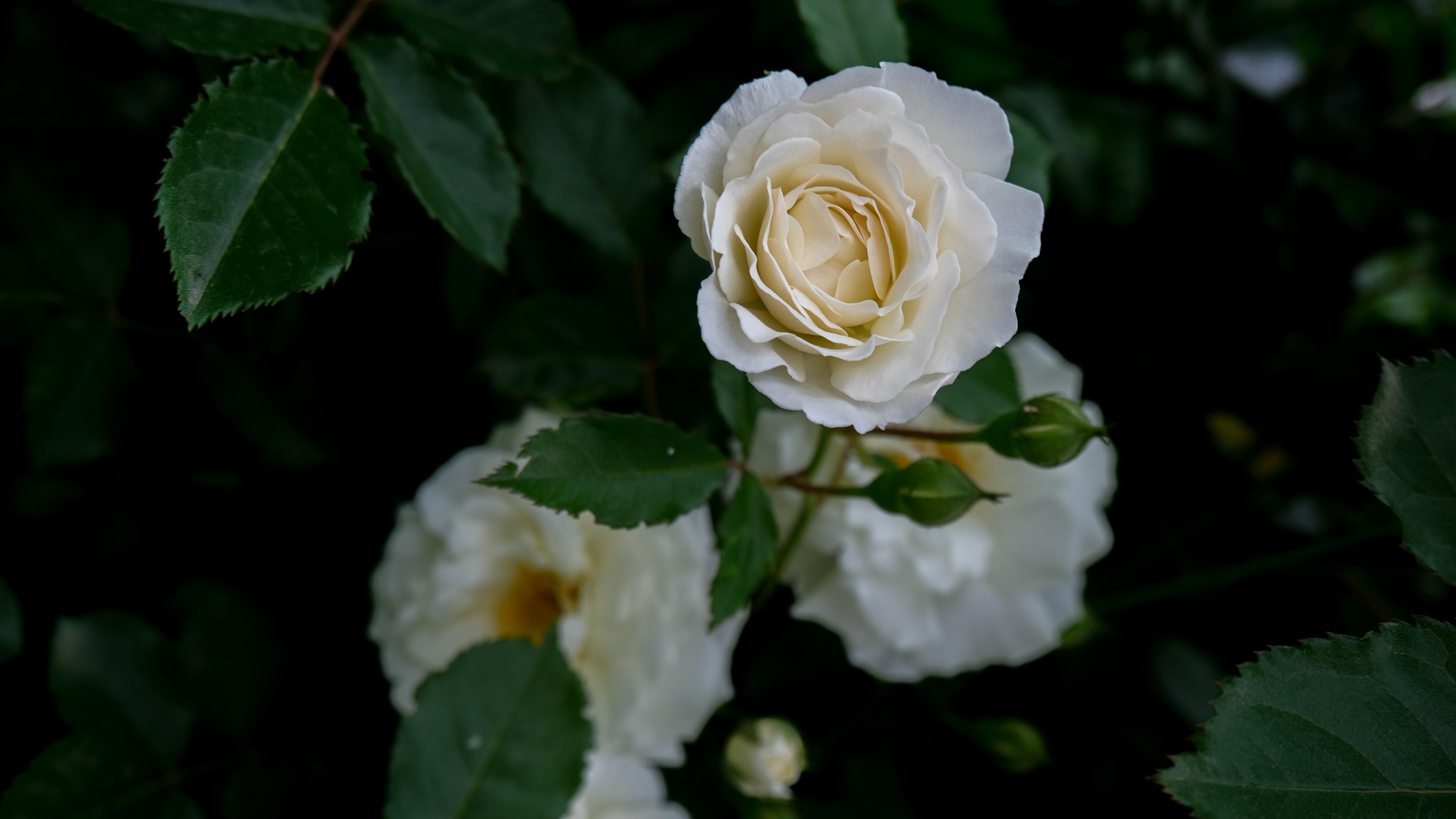 Photo by redredorange