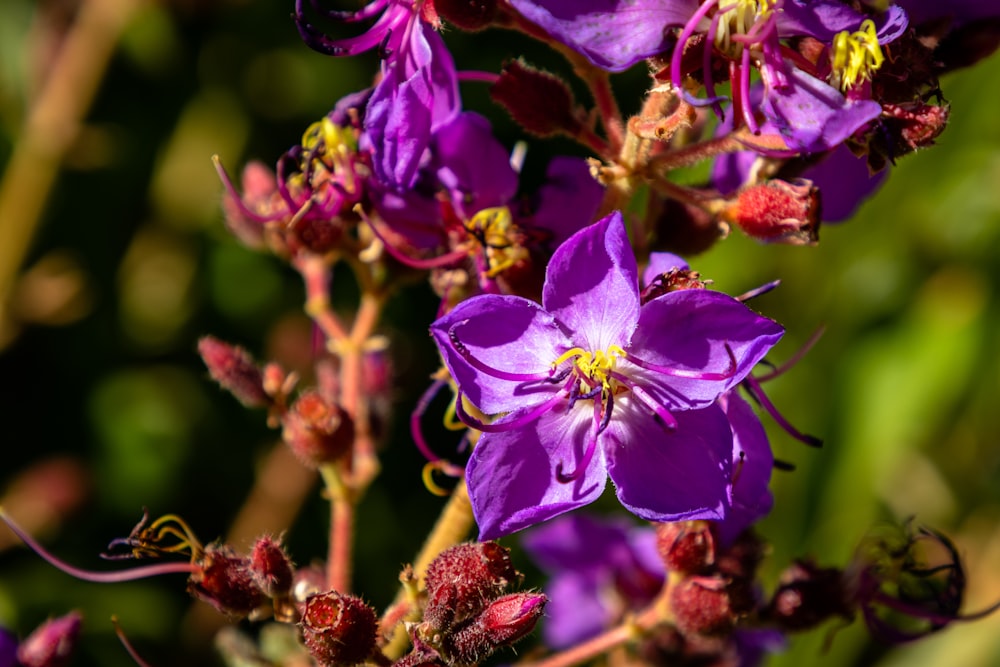 a close up of a purple flower