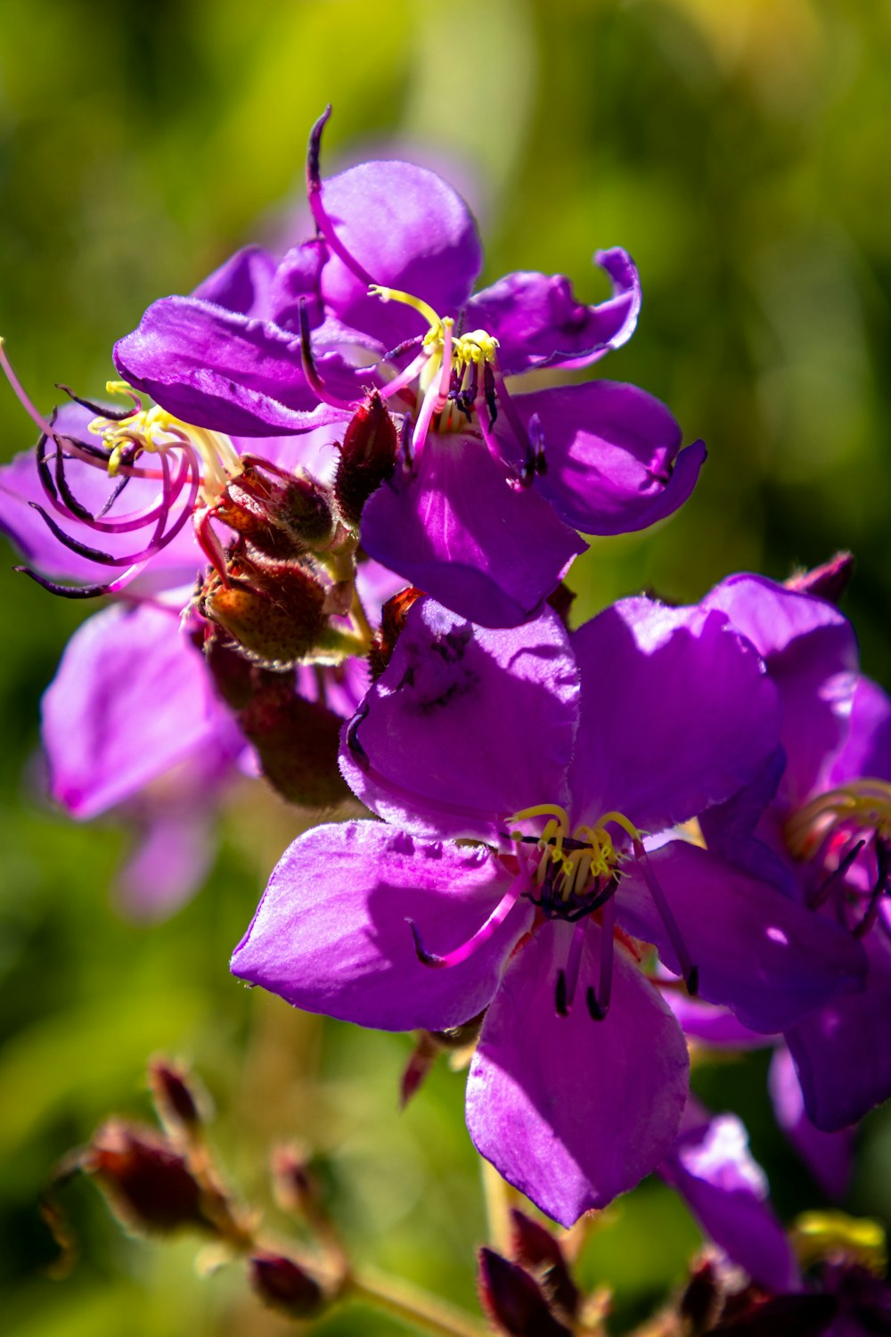 a bee on a purple flower