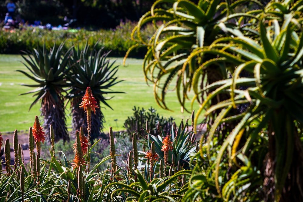 a group of plants with flowers