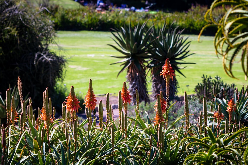 a group of plants with flowers