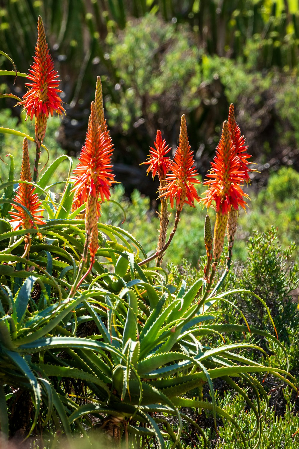 a group of plants with red flowers
