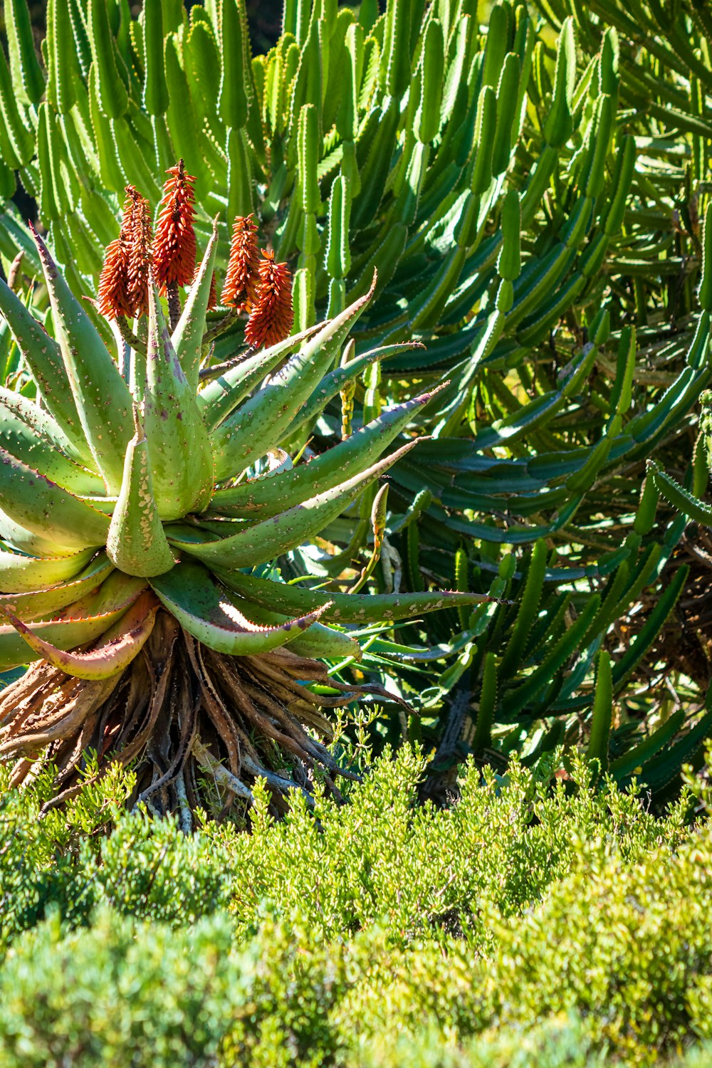 a close-up of a pine tree