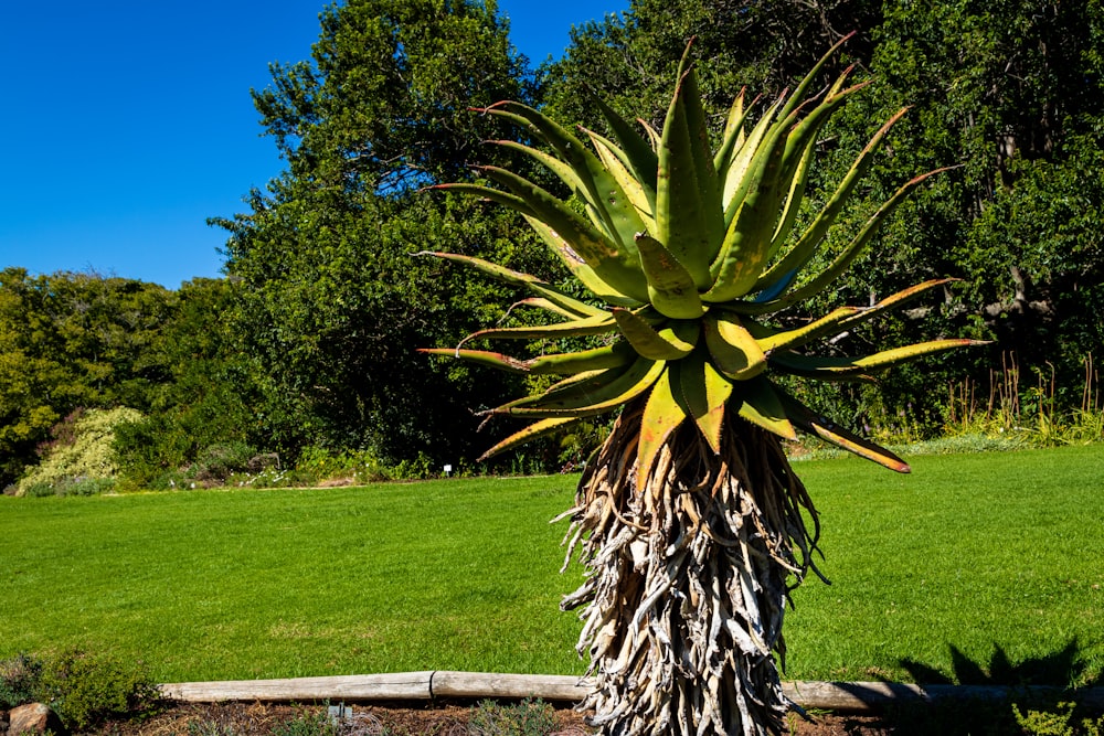 a palm tree in a yard