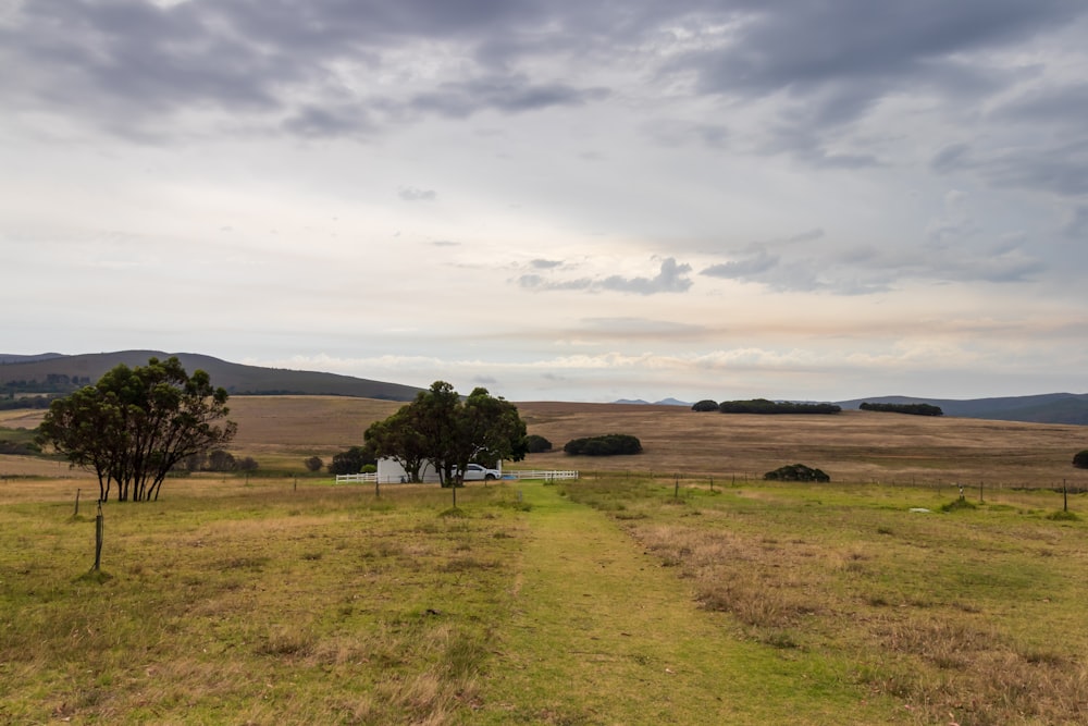 a field with trees and grass