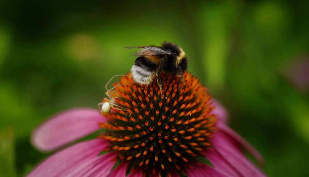 a bee on a flower