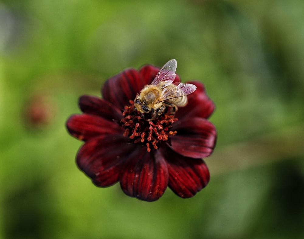 a bee on a flower