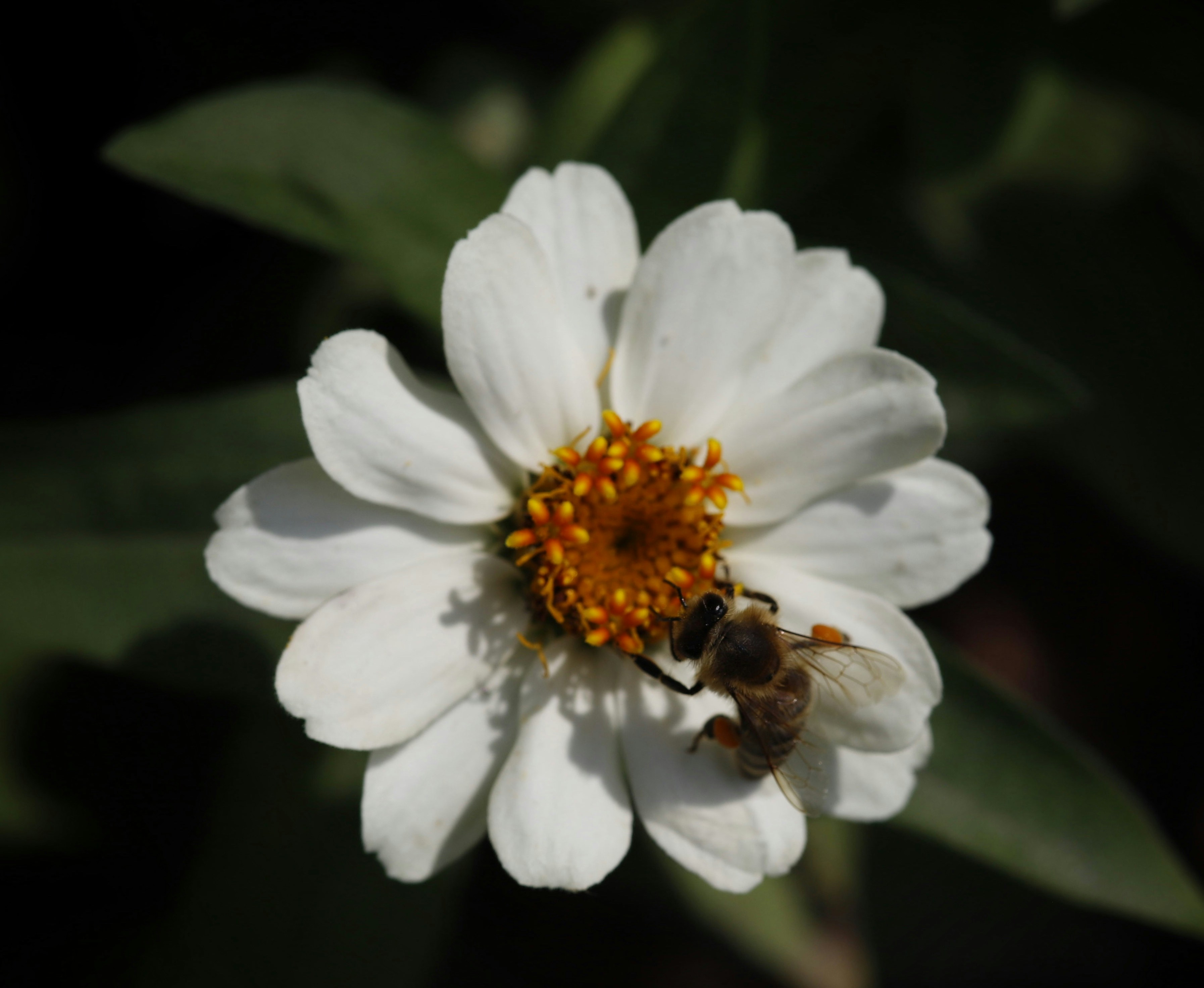 Photo by hdbernd