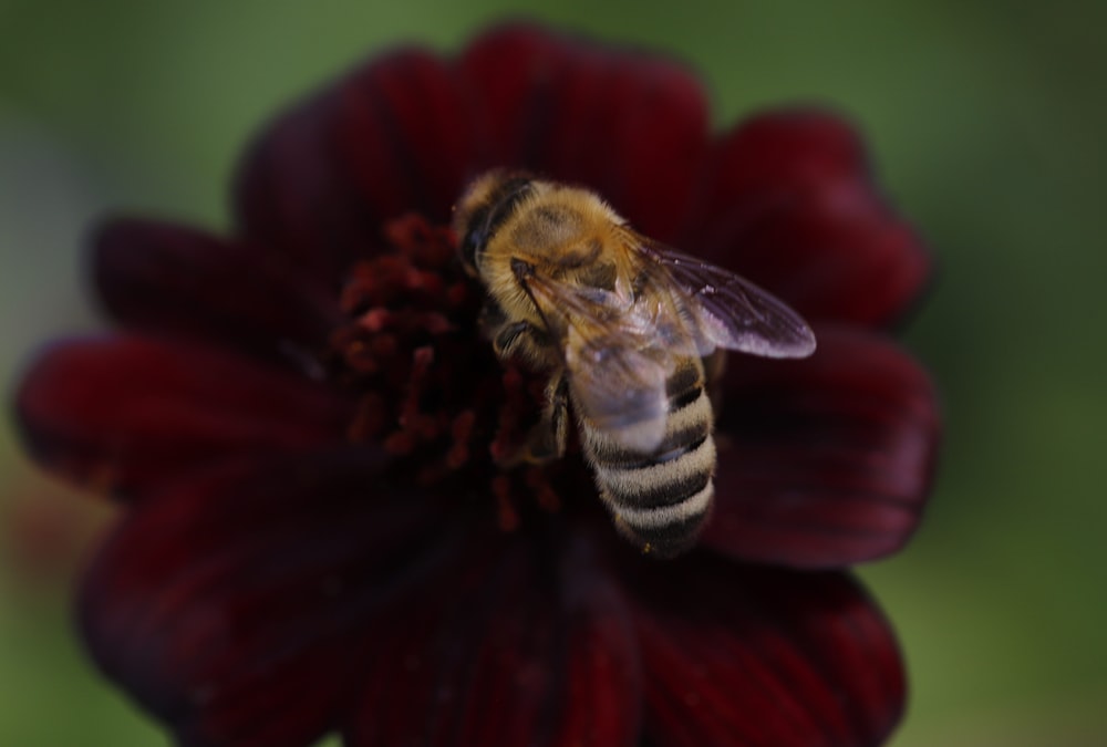 a bee on a red flower