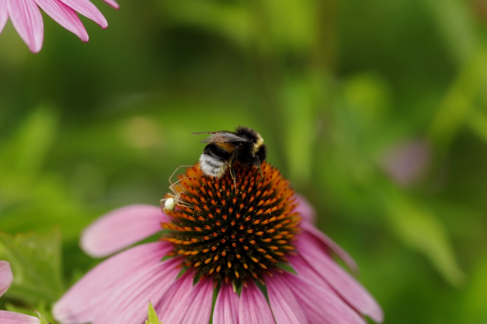 a bee on a flower