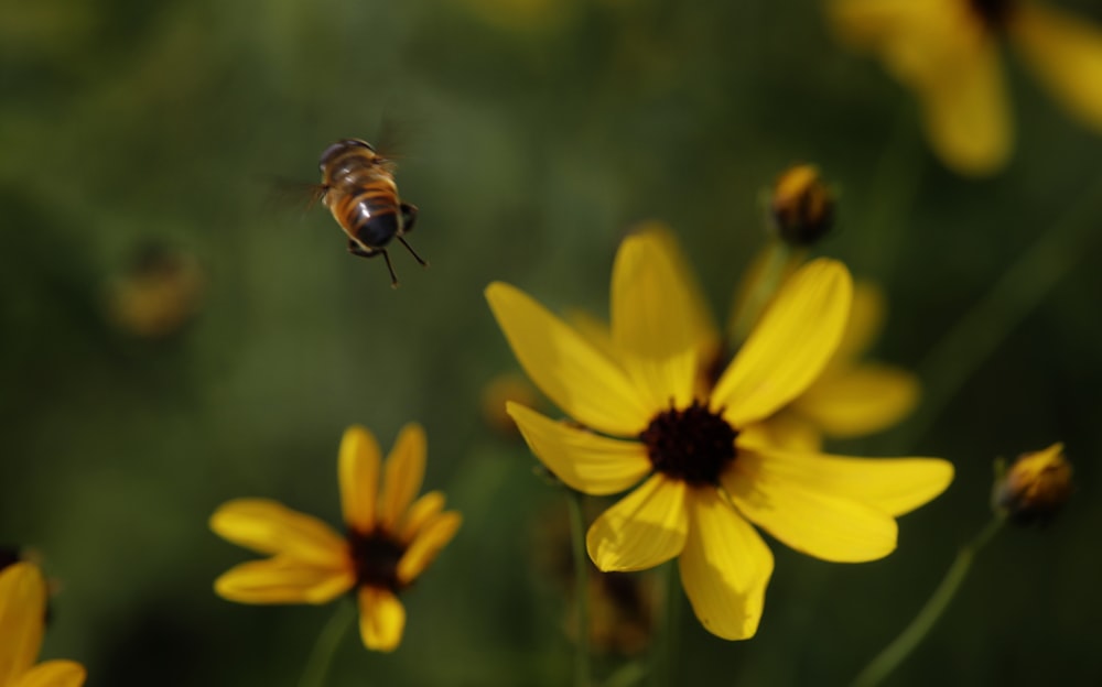 a bee on a yellow flower