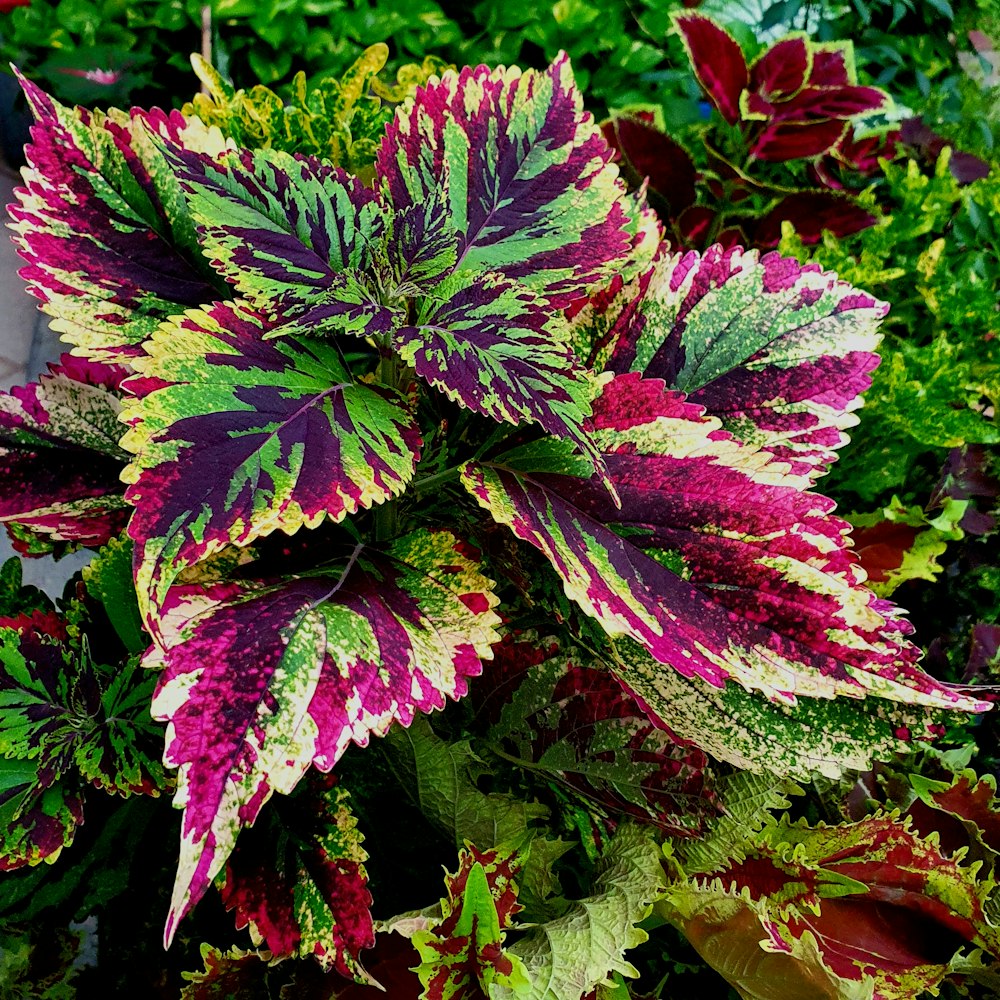 a group of colorful leaves