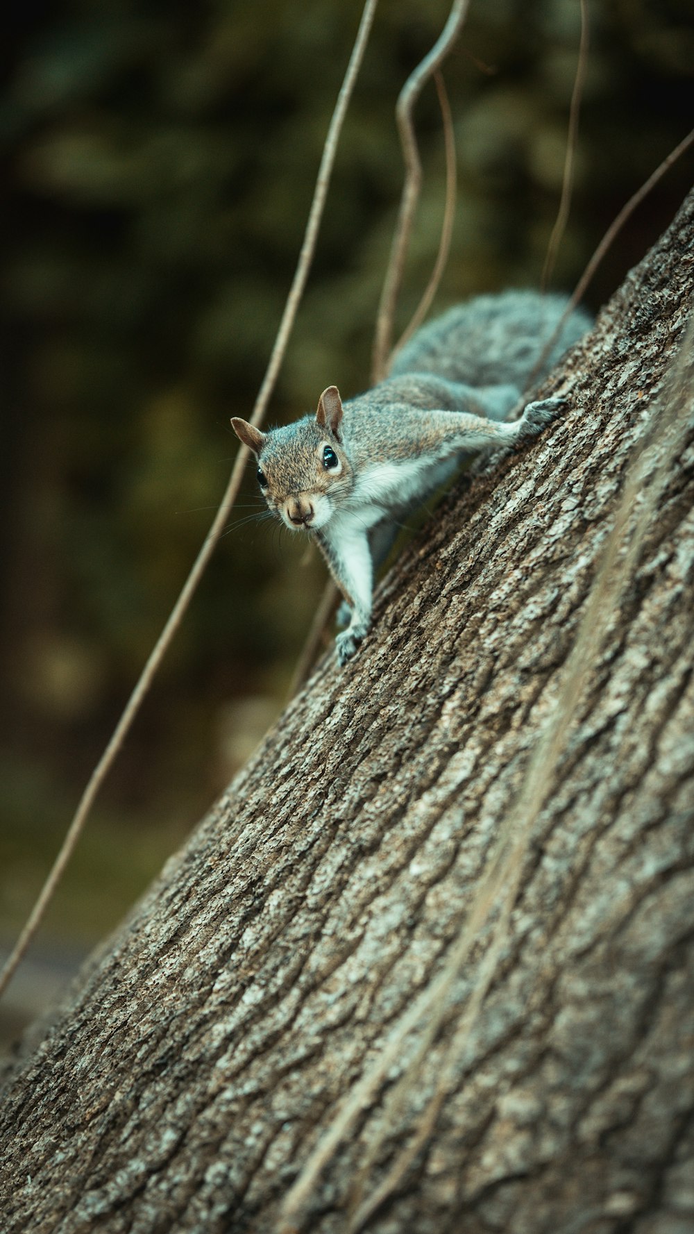 a lizard on a tree branch