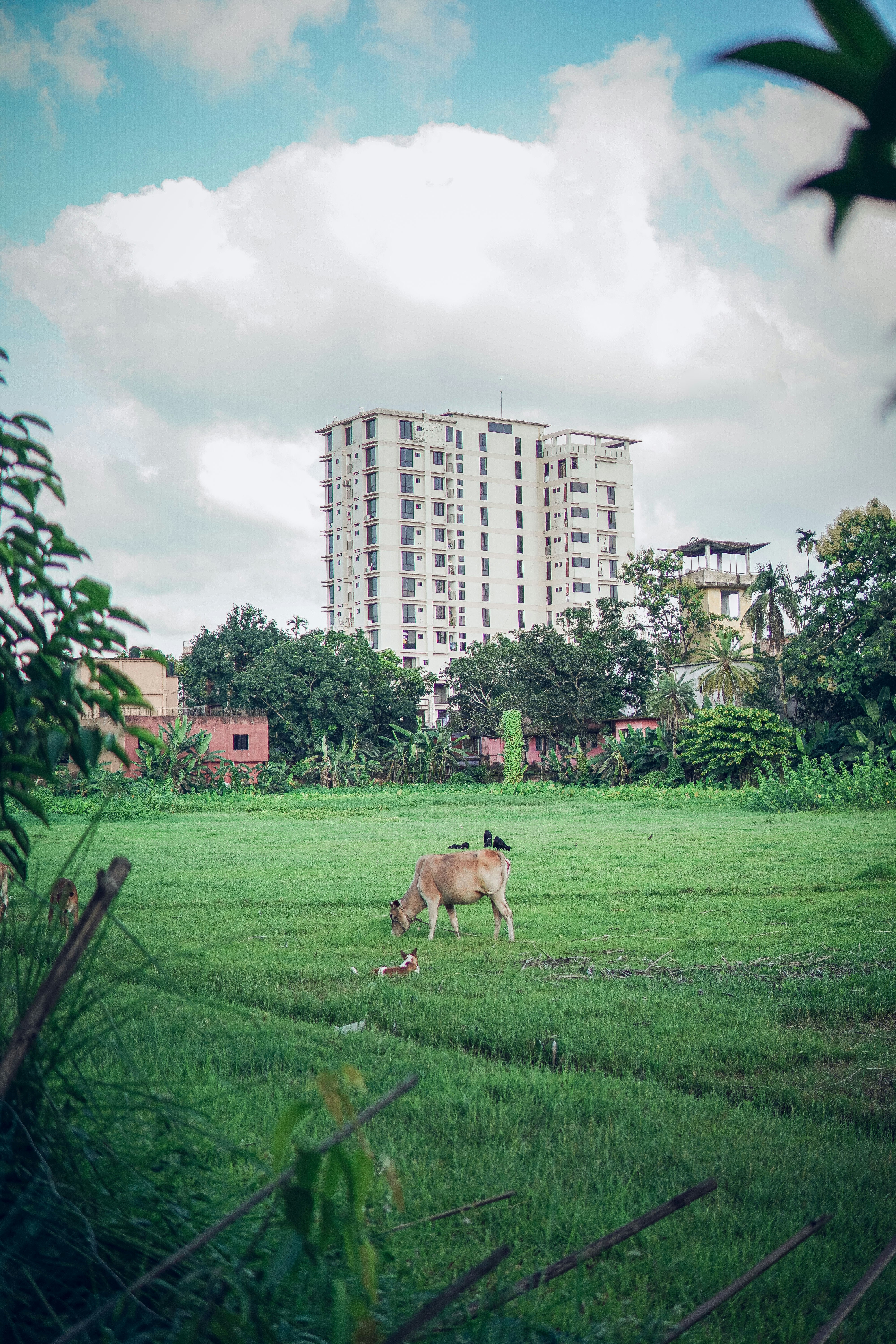 a cow in a fenced in field