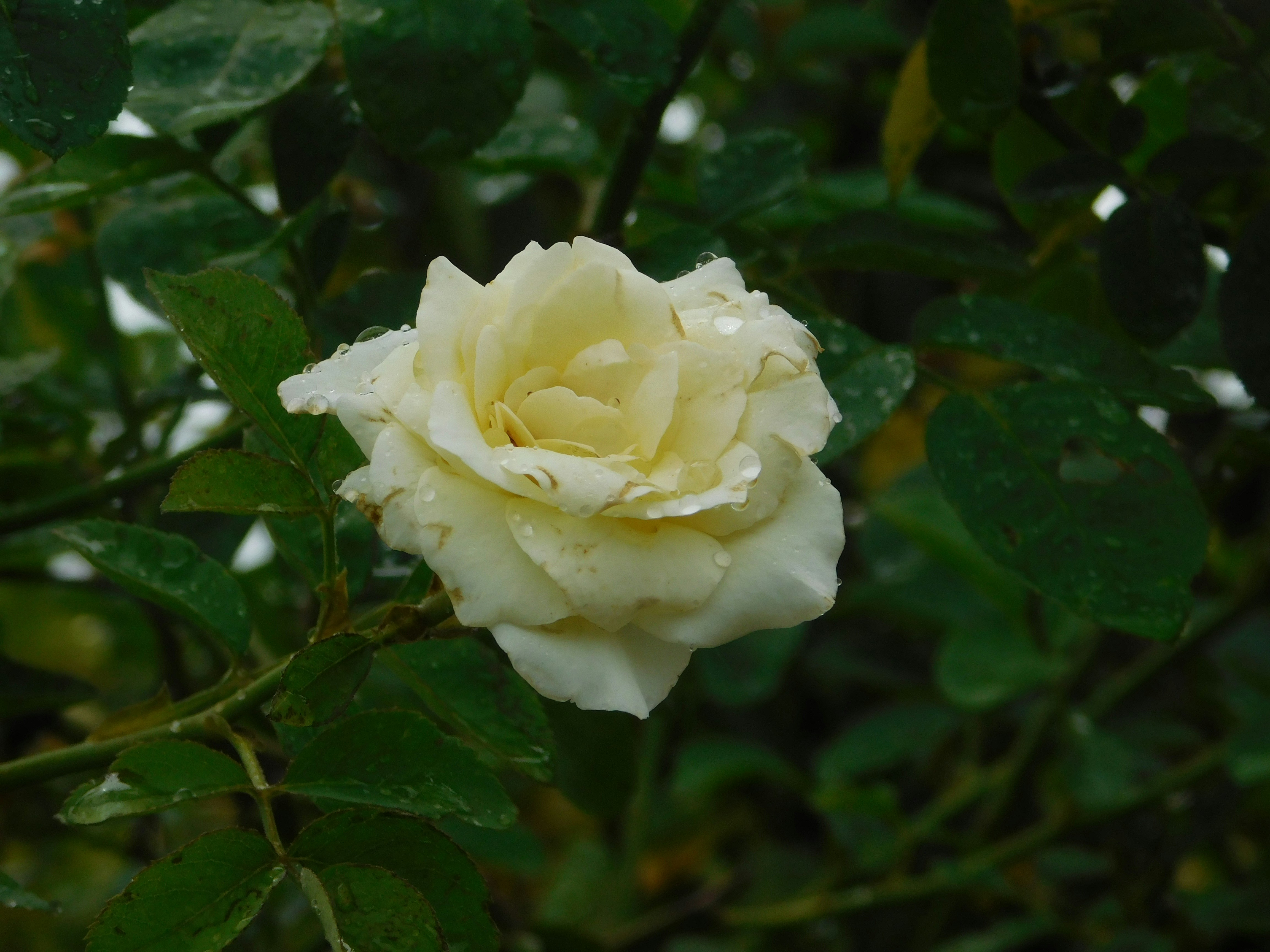 Photo by wrishi2004m