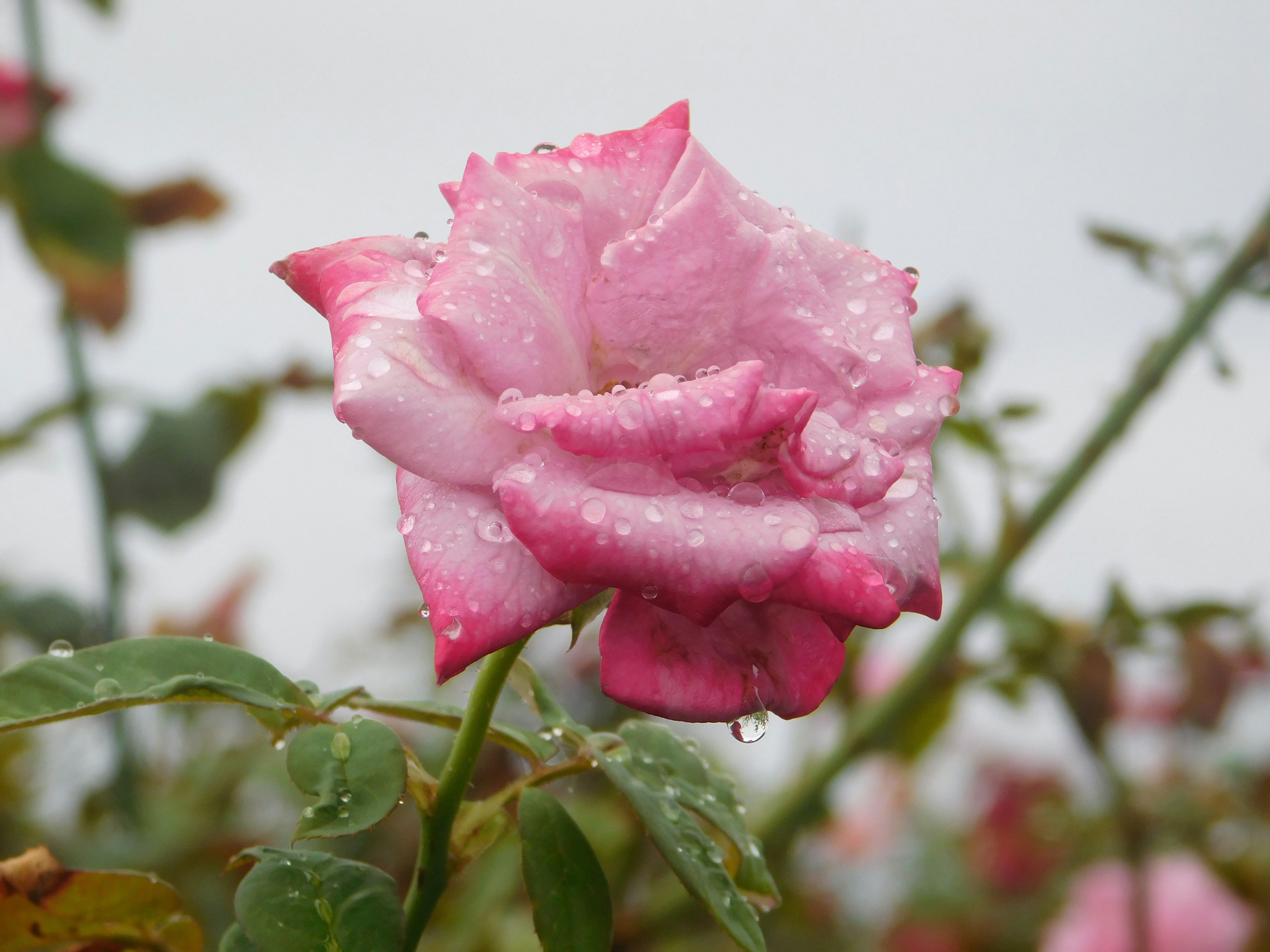 Photo by wrishi2004m