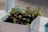 A small, white planter filled with rich, dark soil contains thriving green sprouts with delicate leaves. Some stems exhibit a subtle purple hue, while others remain green. The edge of another planter is visible, suggesting a well-cared-for gardening area in outdoor lighting.