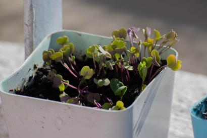 A small, white planter filled with rich, dark soil contains thriving green sprouts with delicate leaves. Some stems exhibit a subtle purple hue, while others remain green. The edge of another planter is visible, suggesting a well-cared-for gardening area in outdoor lighting.