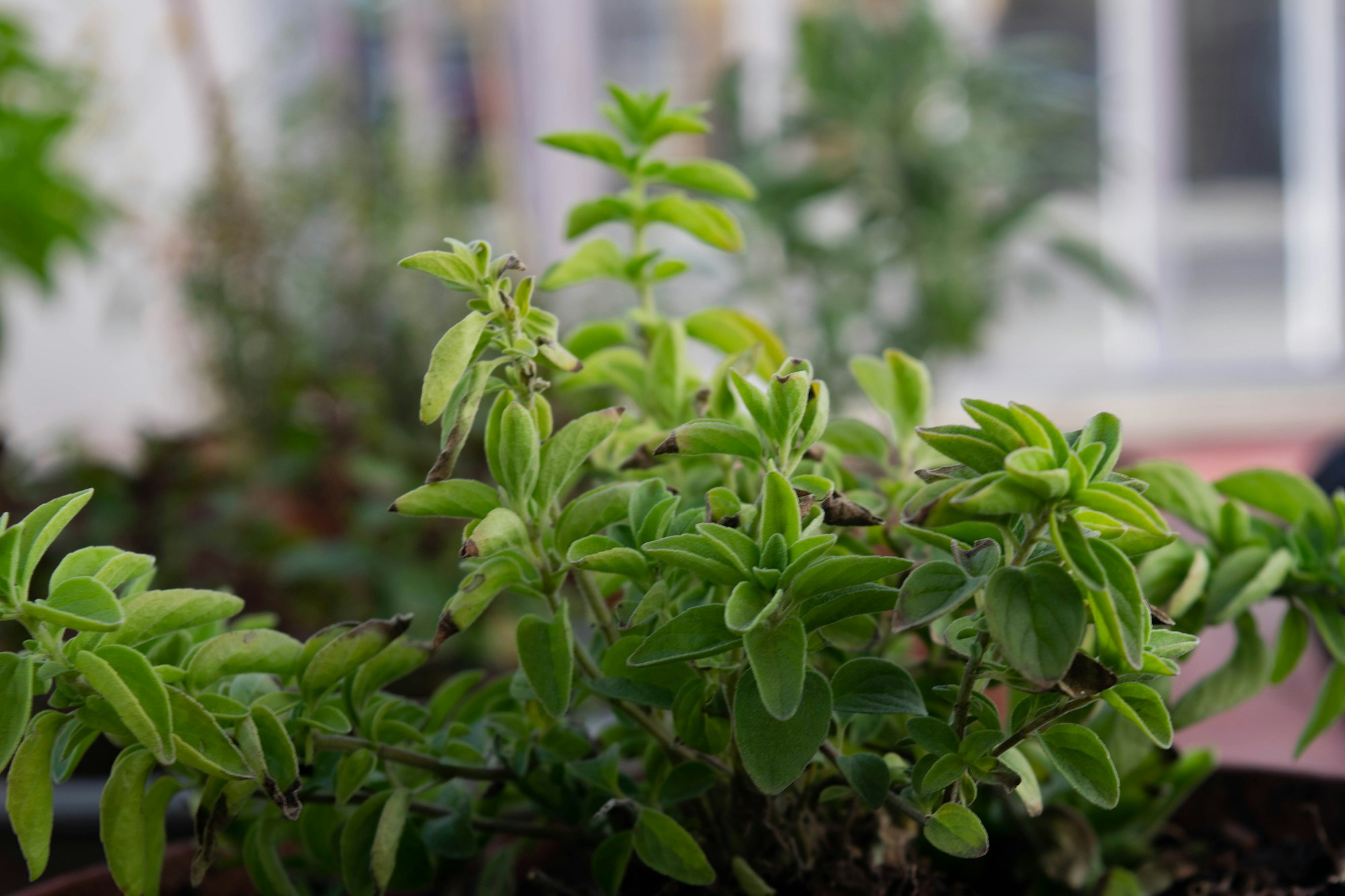 a close up of a Oregano plant