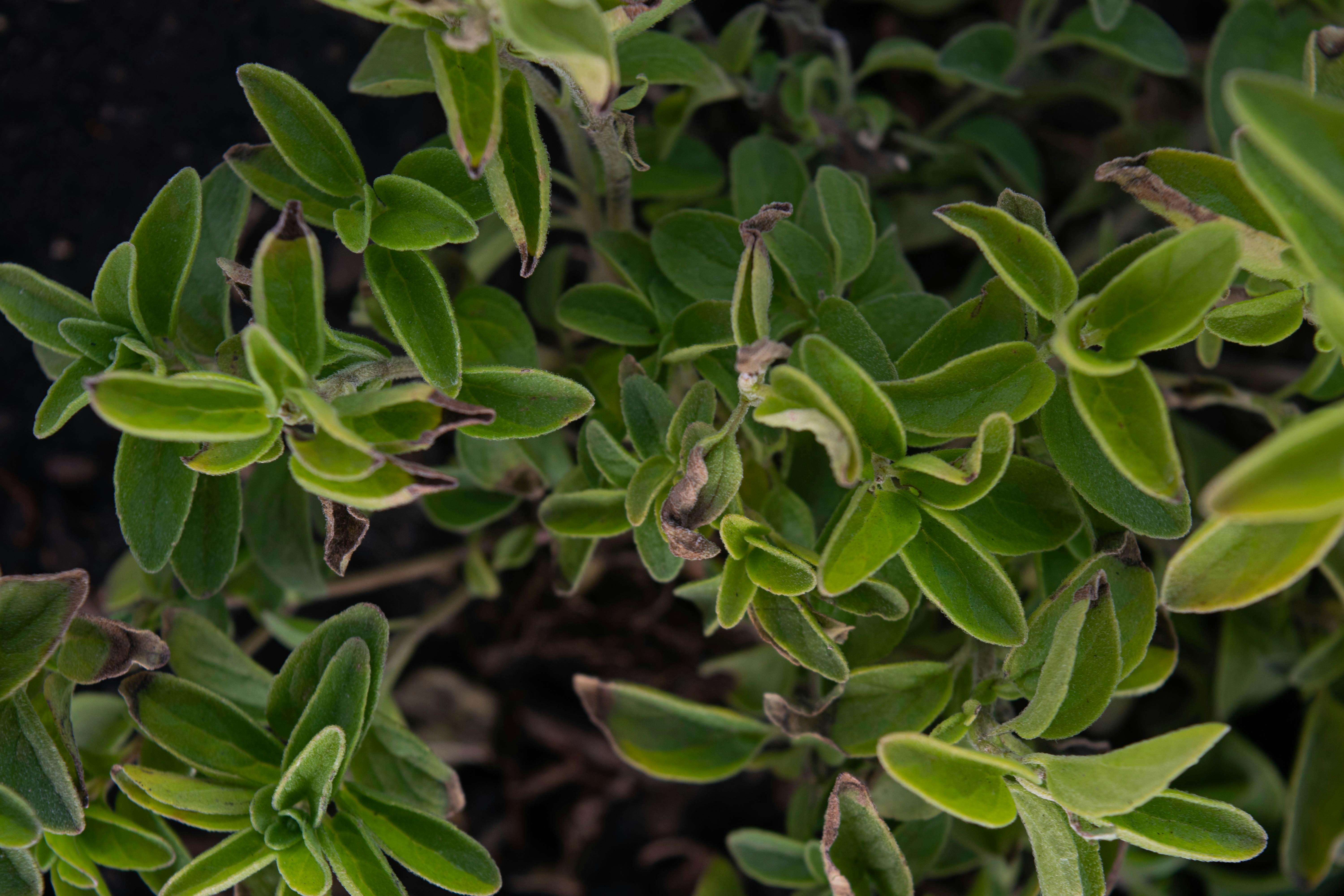 Oregano is a species of flowering plant in the mint family Lamiaceae. It was native to the Mediterranean region, but widely naturalised elsewhere in the temperate Northern Hemisphere. Oregano is a woody perennial plant, growing 20-80 cm tall, with opposite leaves 1-4 cm long. Se deben evitar las dosis altas de orégano -en todas sus formas, pero especialmente el aceite esencial- porque podría provocar alteraciones gástricas de consideración, e intoxicación hepática. Se dan casos de alergia a las plantas de la familia de las labiadas, incluido el orégano.
