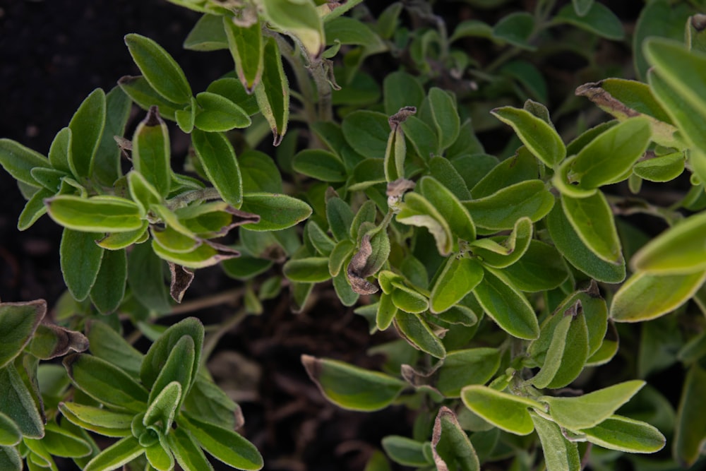 a close up of a plant