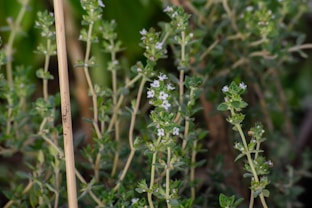 a close up of some flowering herbs
