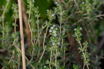 a close up of some flowering herbs