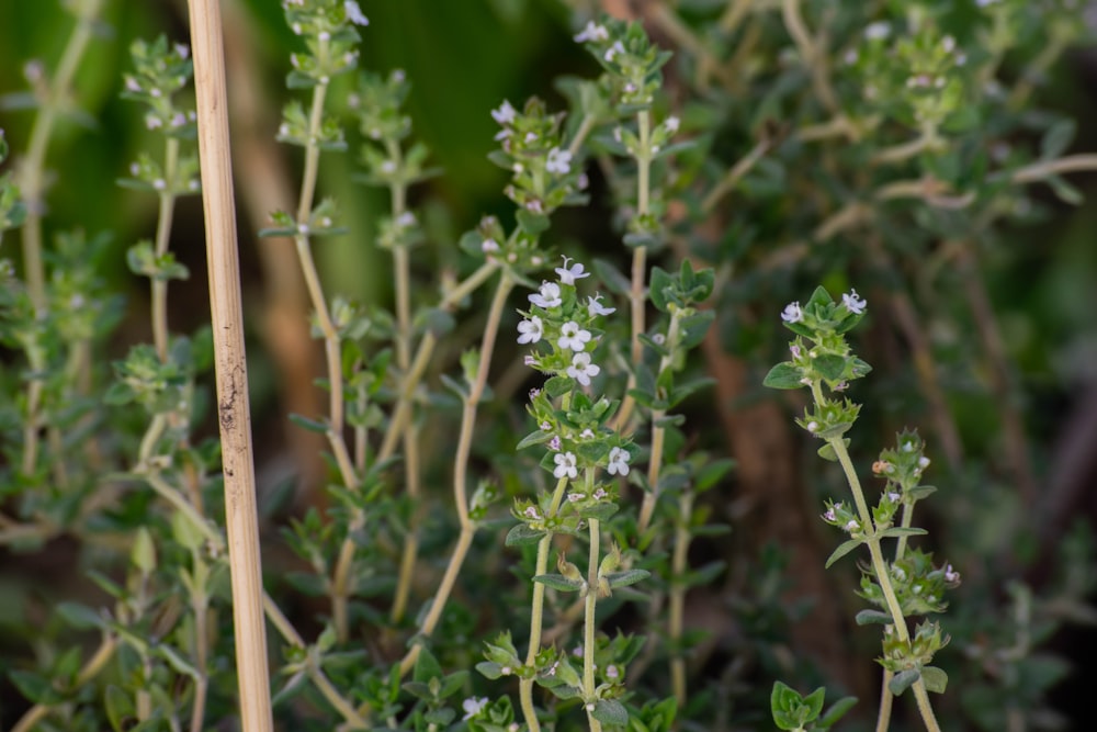 a close up of some plants