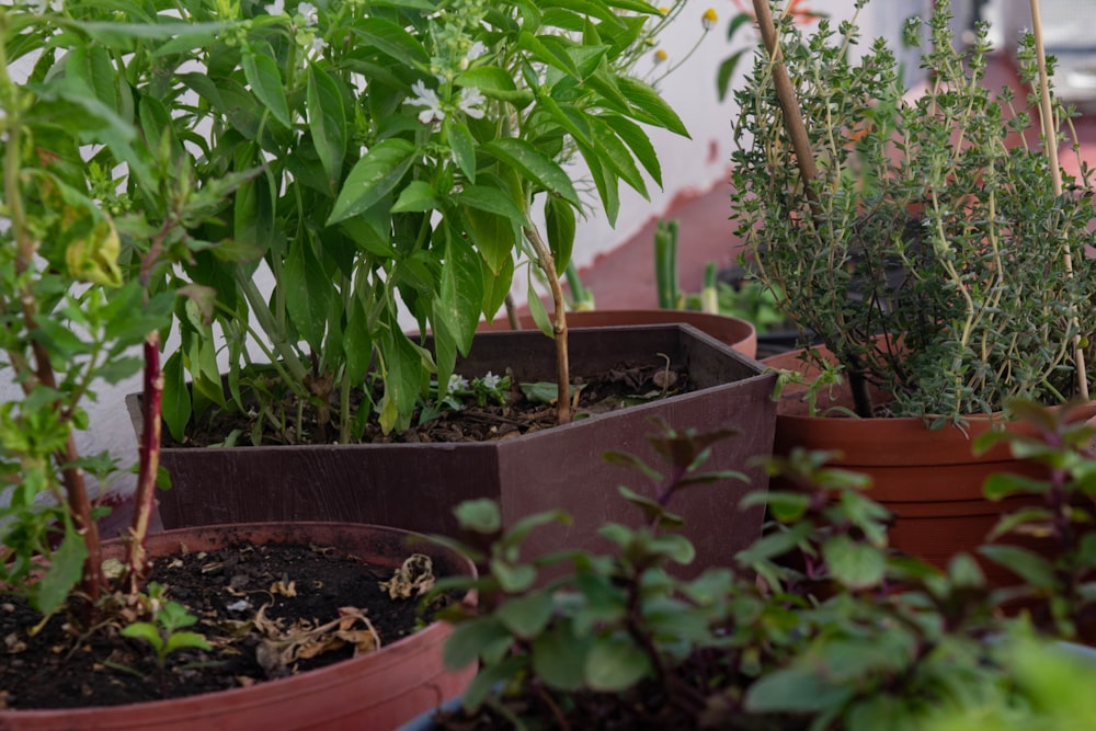 a group of plants in pots