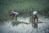 Two individuals are bent over, working in a lush green field that is partially submerged in water, indicating a wetland or paddy farming activity. They are picking or tending to plants in the water while wearing casual clothing and head coverings to protect from the sun.