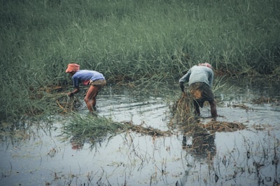 Farmers and fishermen in Papua Tengah collaborating with technology devices in the field.