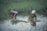 Two individuals are bent over, working in a lush green field that is partially submerged in water, indicating a wetland or paddy farming activity. They are picking or tending to plants in the water while wearing casual clothing and head coverings to protect from the sun.