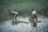 Two individuals are bent over, working in a lush green field that is partially submerged in water, indicating a wetland or paddy farming activity. They are picking or tending to plants in the water while wearing casual clothing and head coverings to protect from the sun.