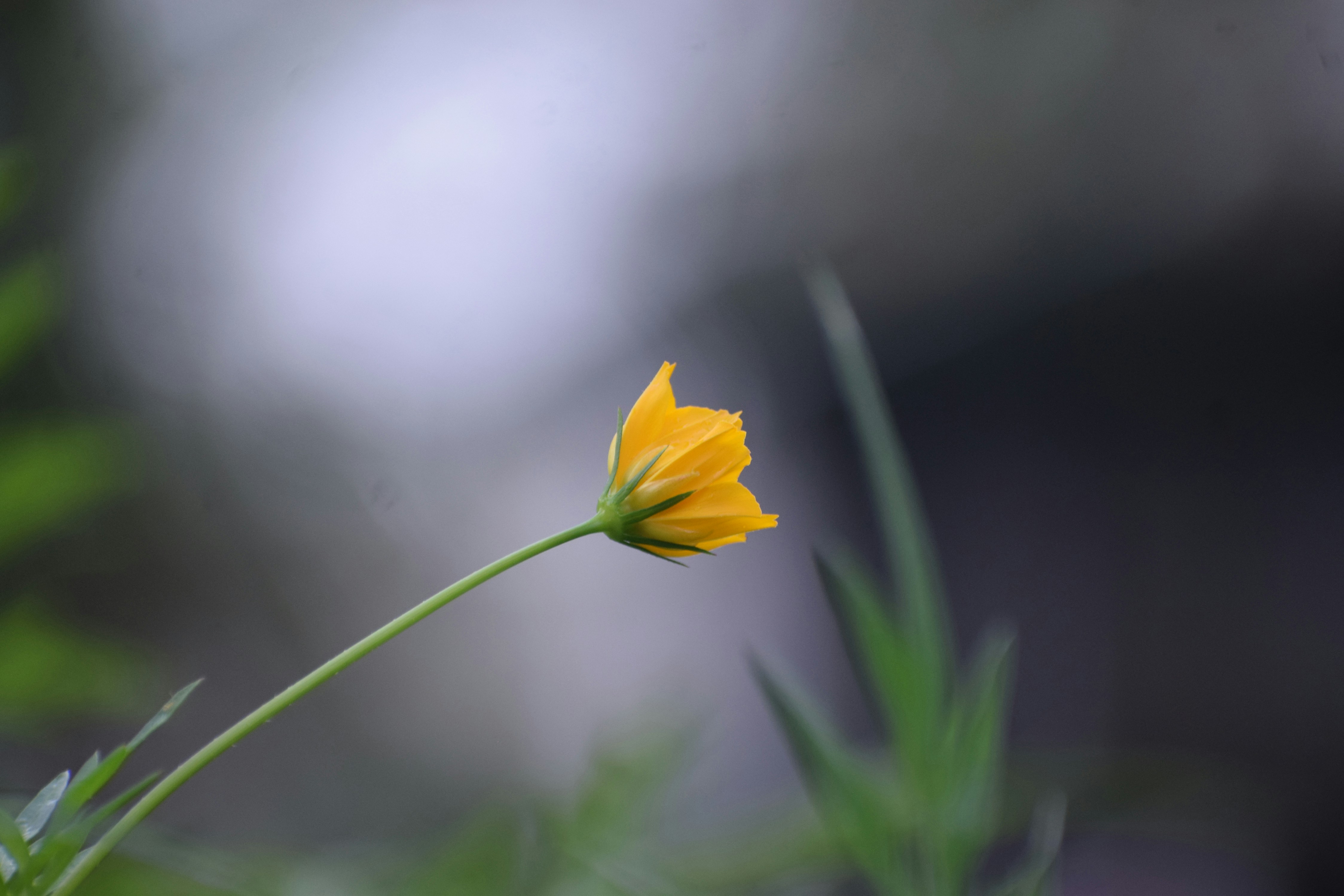 Photo by iamaswinraj