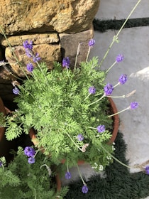 A rustic garden corner with terracotta pots, lush plants, and soft natural light.