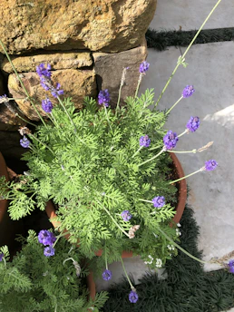 Gardening tools and a terracotta planter with vibrant green plants in a sunlit garden corner